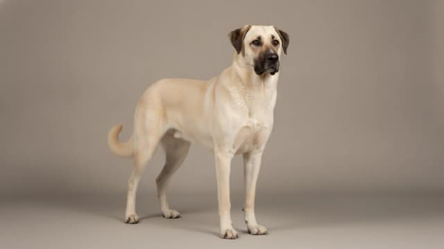 Illustration eines Kangal-Hirtenhund