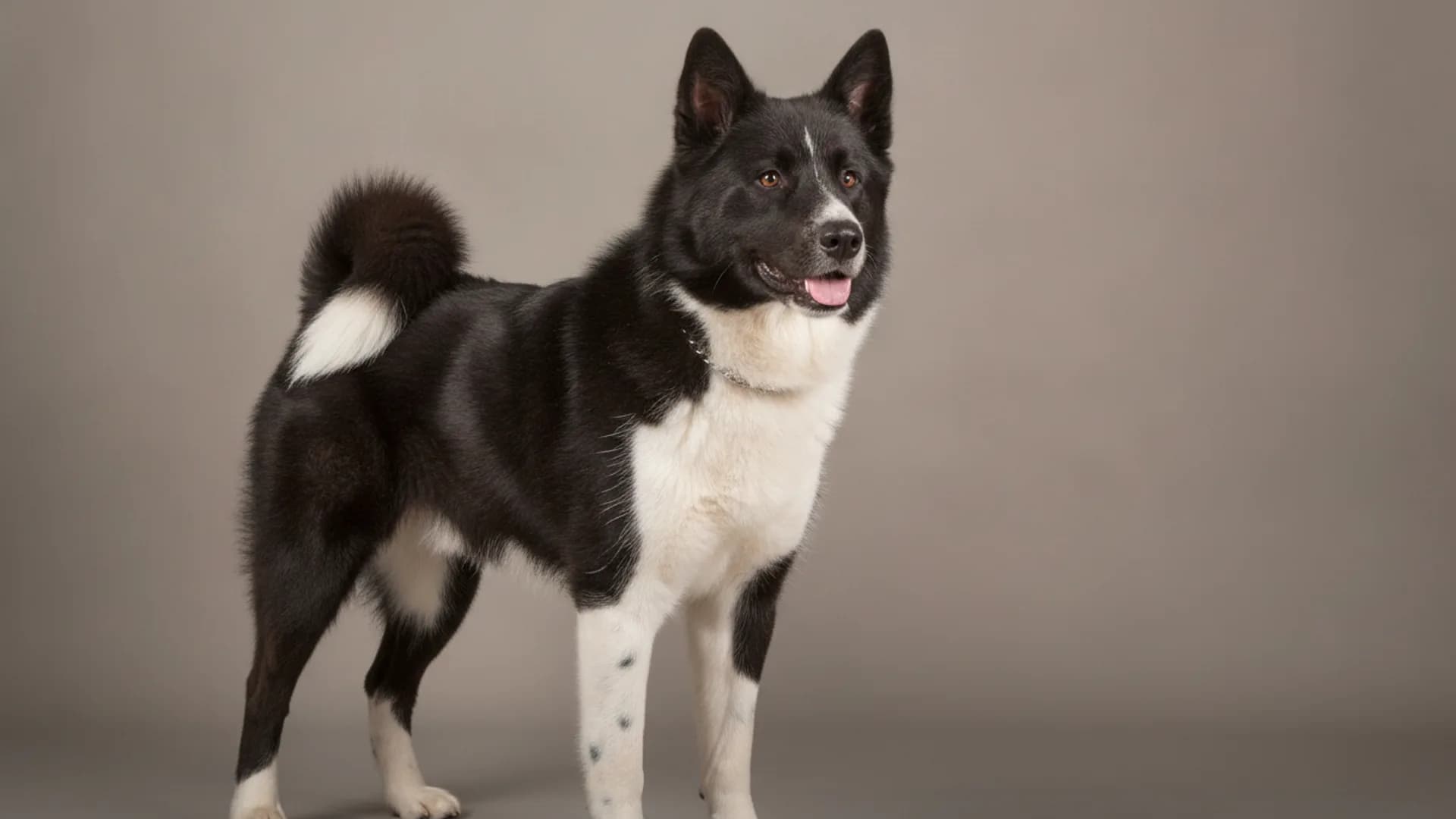 Illustration of Karelian Bear Dog