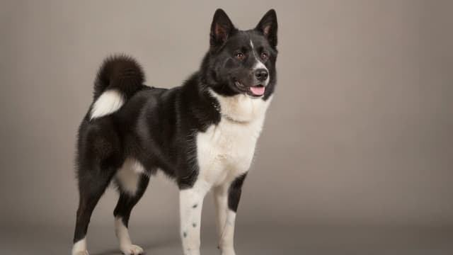Illustration de Karelian Bear Dog