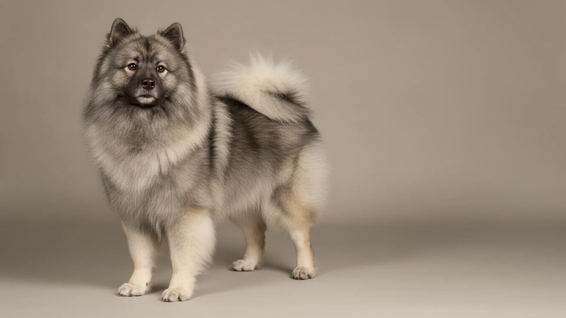 Illustration of Keeshond