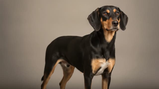 Illustration of Kerry Beagle