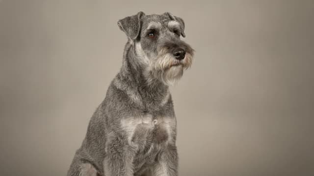 Illustration of Kerry Blue Terrier