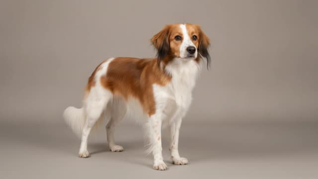 Illustration of Kooikerhondje