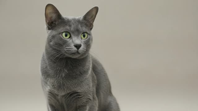 Illustration of Korat