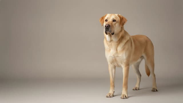 Illustration de Kurdish Mastiff
