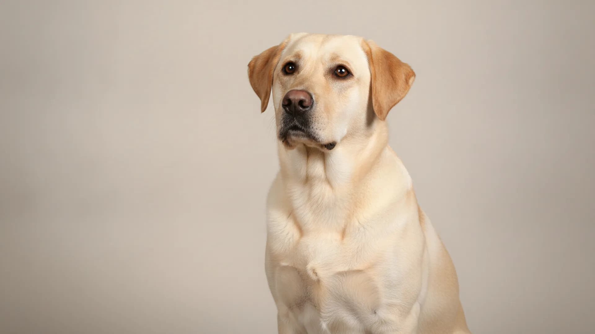 Illustration of Labrador Retriever