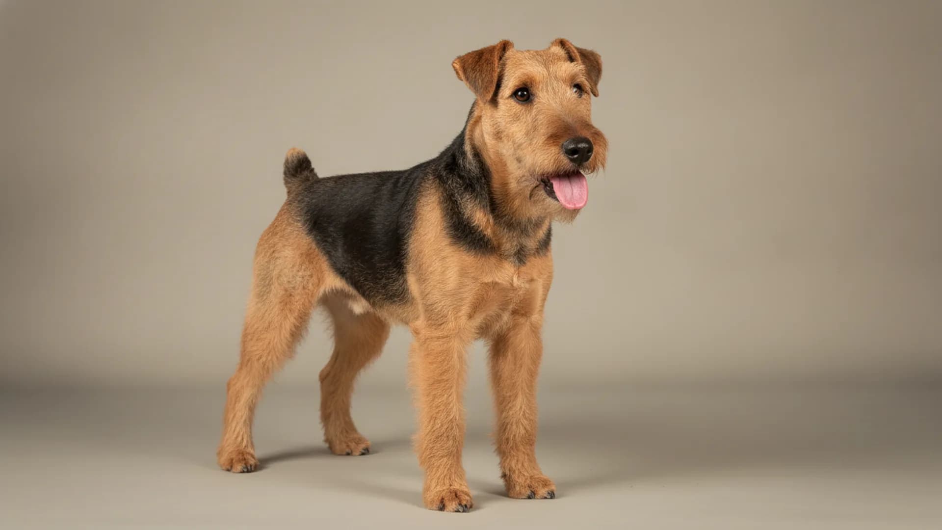 Illustration of Lakeland Terrier