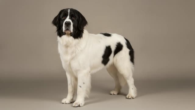Illustration of Landseer