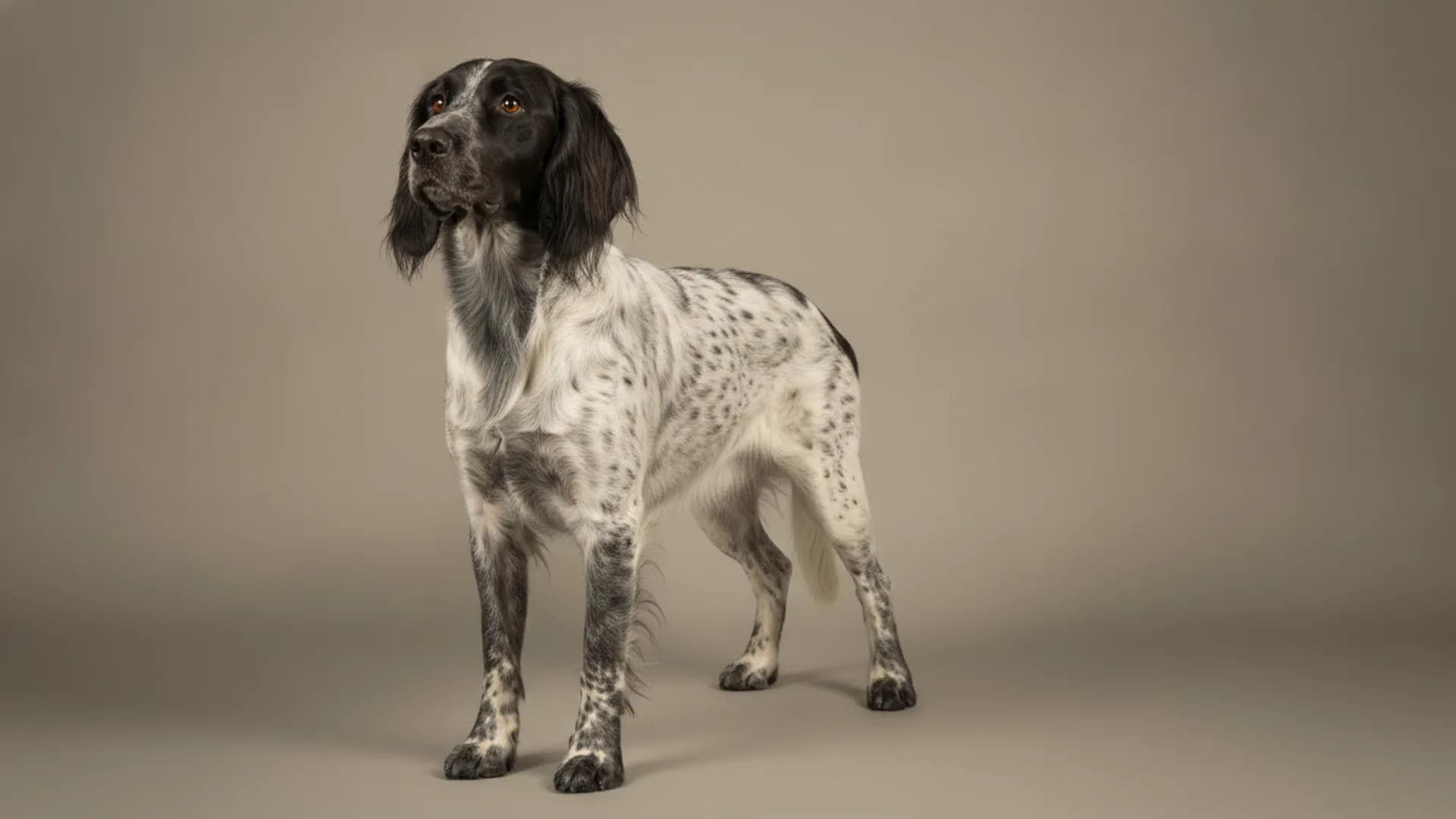 Illustration of Large Münsterländer