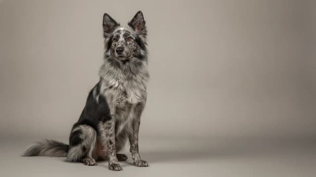 Illustration de Chien de Berger de Lessinia et Lagorai