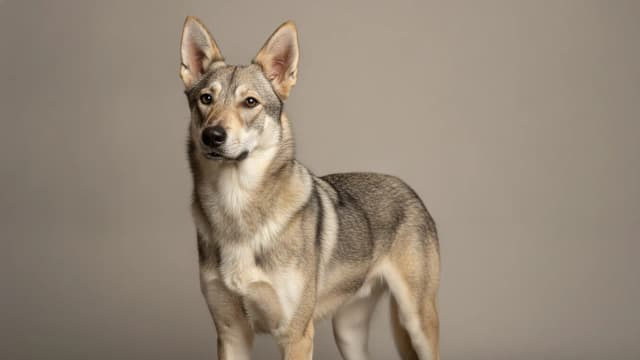 Illustration eines Kanarischer Wolfshund aus El Hierro