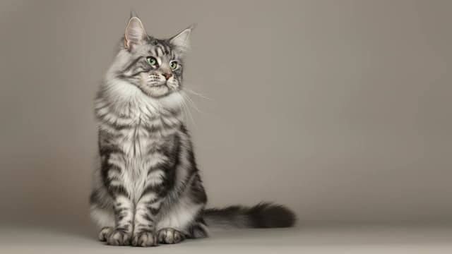 Illustration of Maine Coon