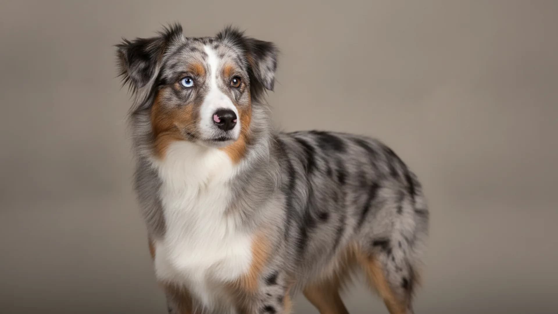 Illustration of Miniature American Shepherd