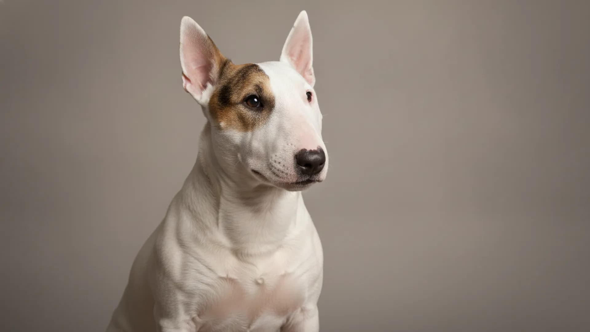 Illustration of Miniature Bull Terrier