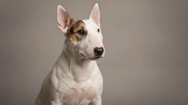 Ilustración de Bull Terrier Miniatura