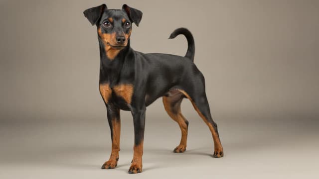 Illustration of Miniature Pinscher