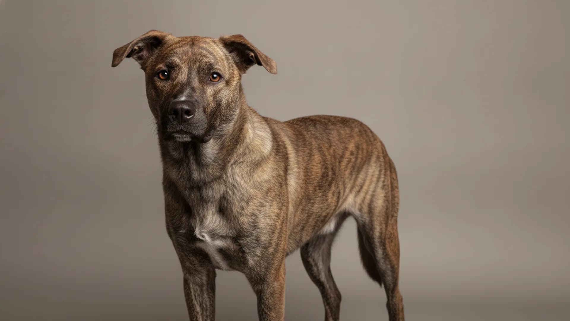 Illustration of Mountain Cur