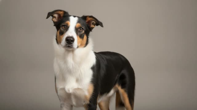 Illustration eines New Zealand Heading Dog