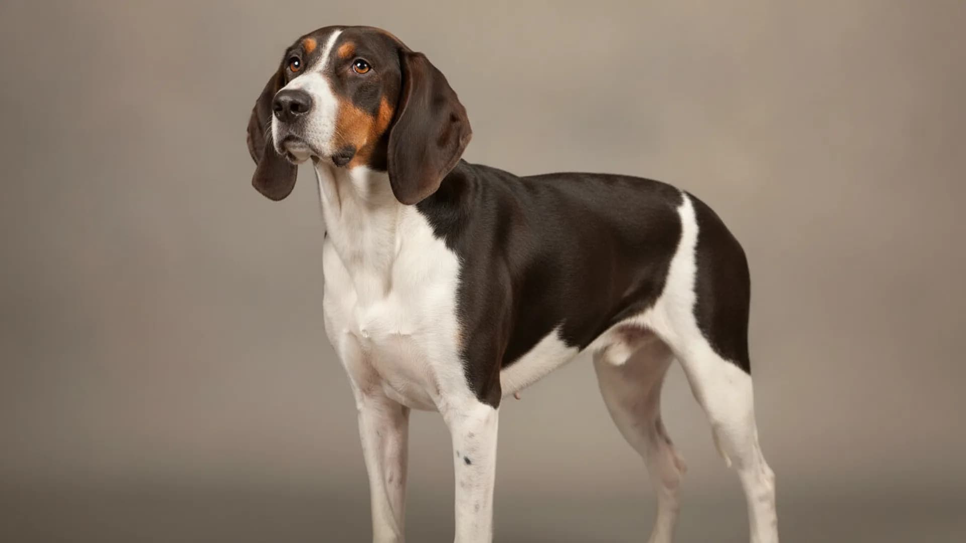 Illustration of Norman Hound