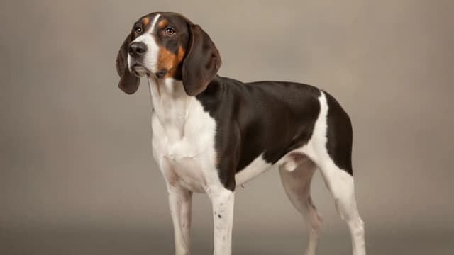 Illustration of Norman Hound
