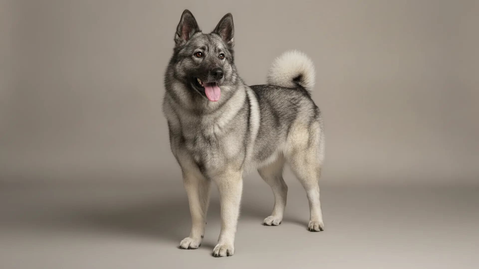 Illustration of Norwegian Elkhound