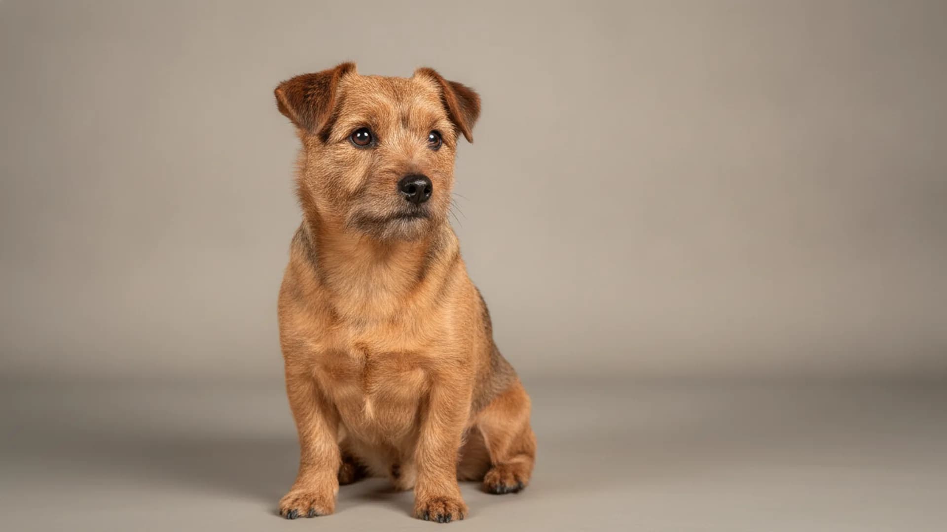 Illustration of Norwich Terrier