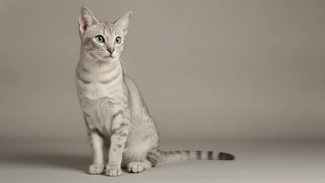 Illustration of Ocicat