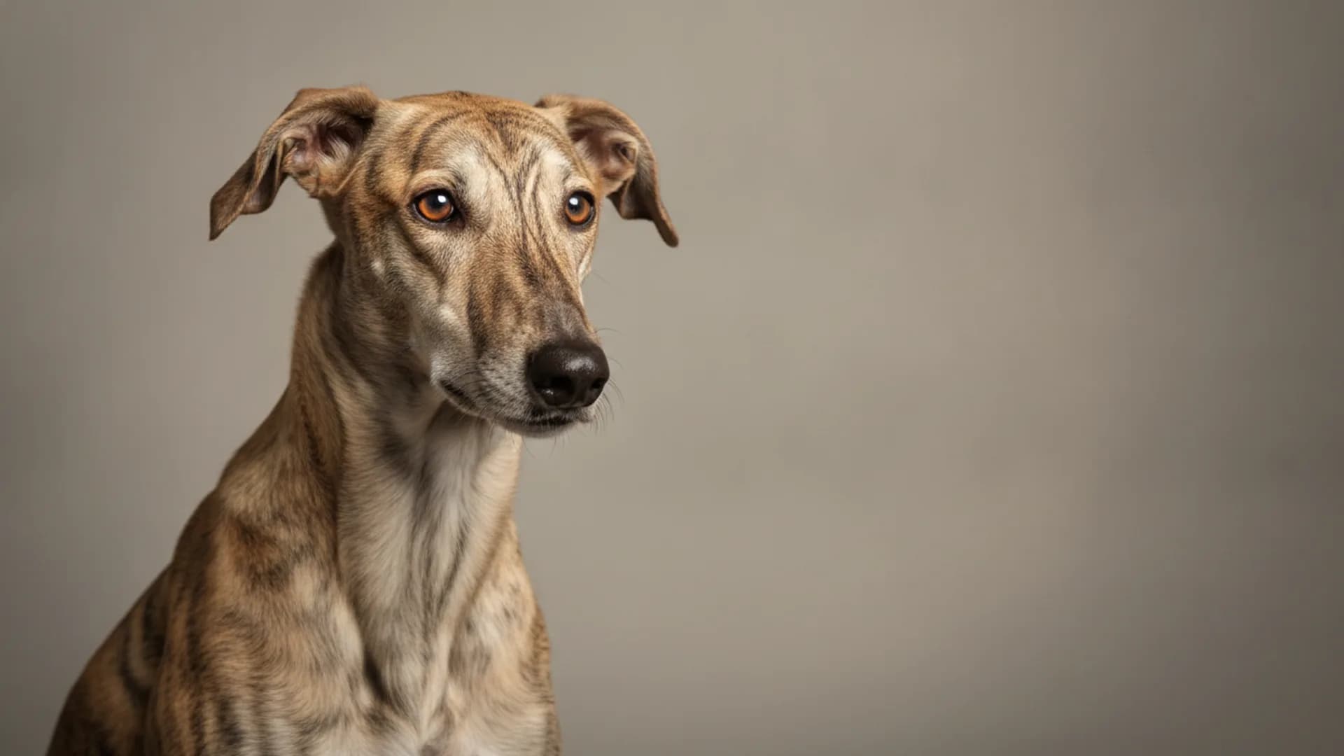 Illustration of Old Croatian Sighthound