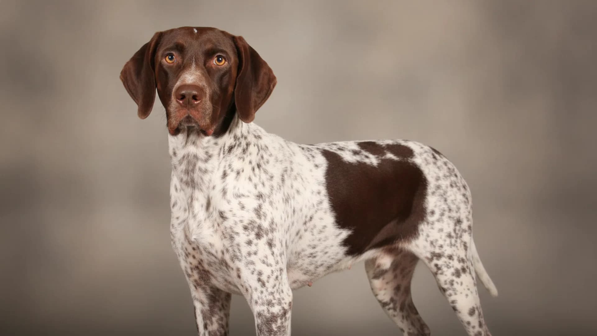 Illustration of Old Danish Pointer