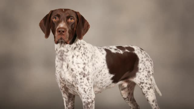 Ilustración de Old Danish Pointer