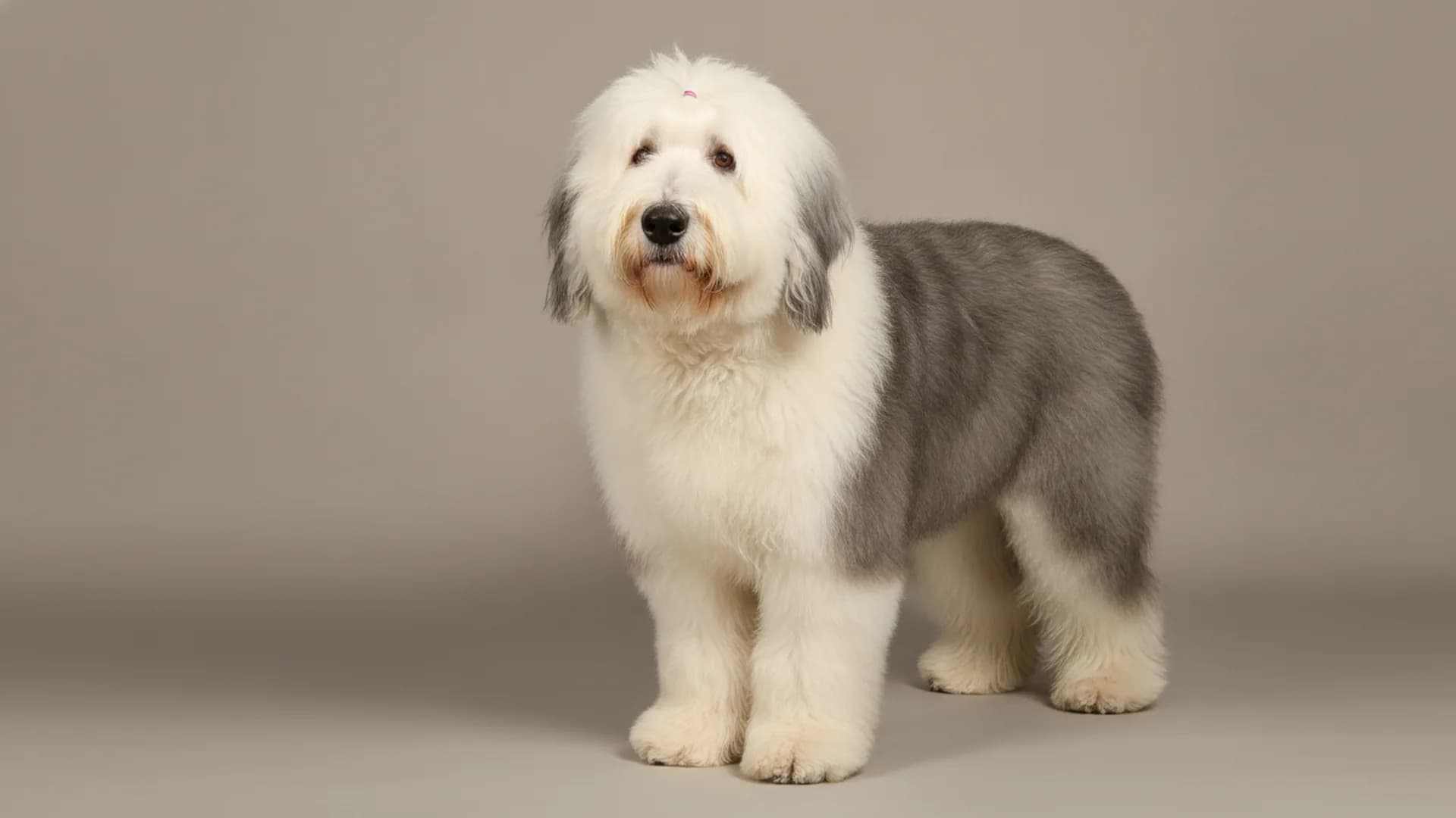 Illustration of Old English Sheepdog