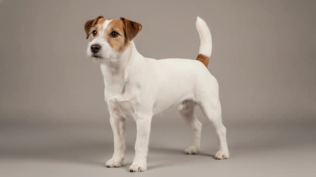 Illustration of Parson Russell Terrier