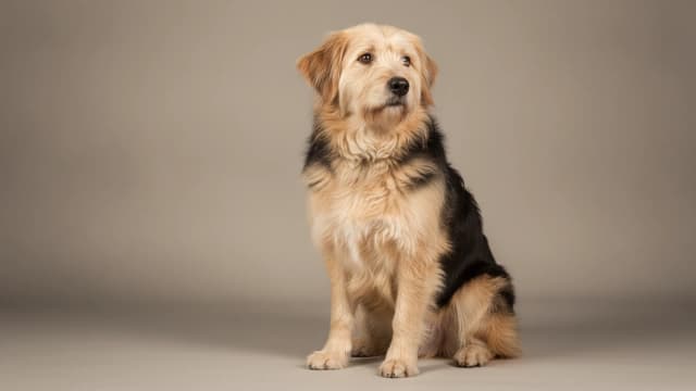 Illustration eines Patagonian Sheepdog