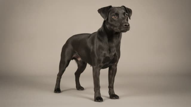 Illustration eines Patterdale Terrier