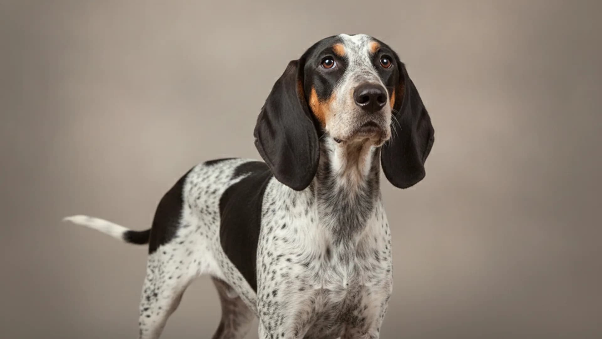 Illustration of Perro Fino Colombiano