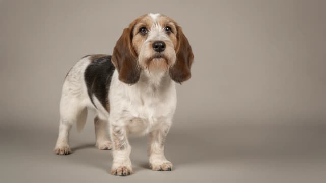 Ilustración de Grifón vandeano basset pequeño
