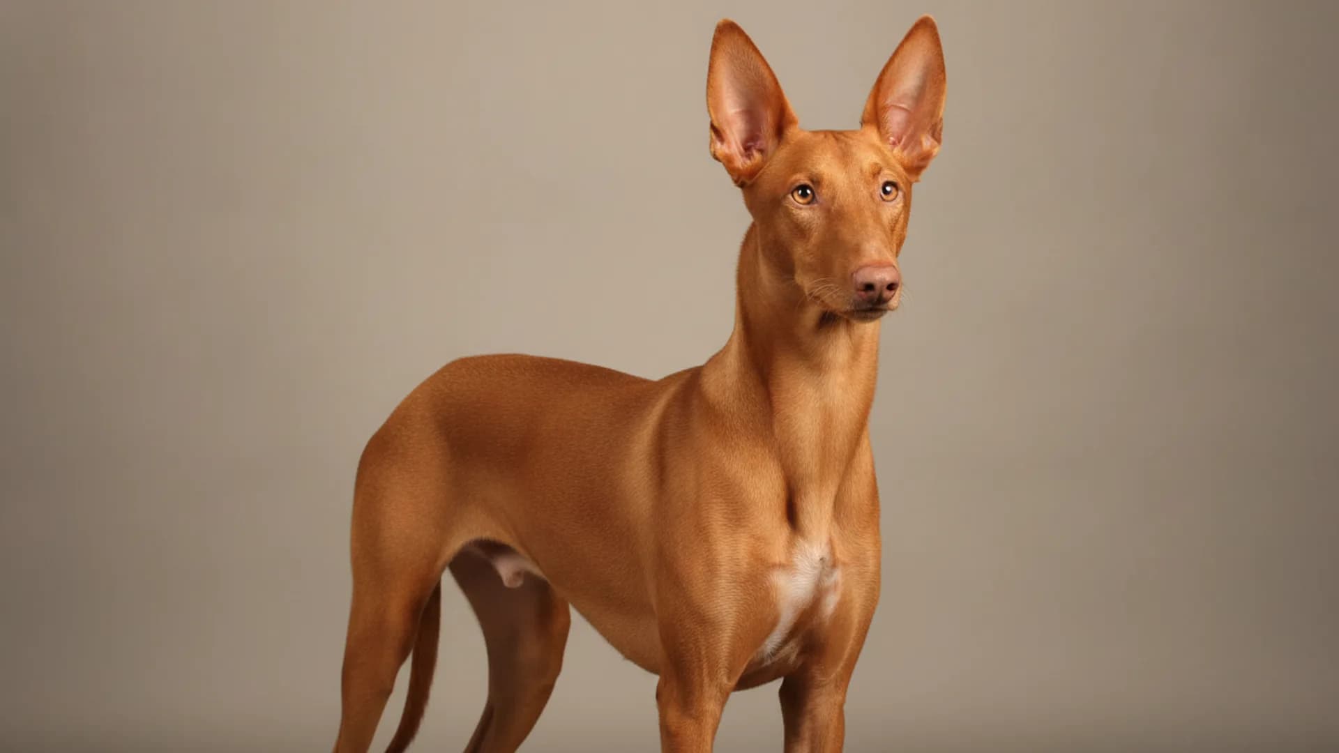Illustration of Pharaoh Hound