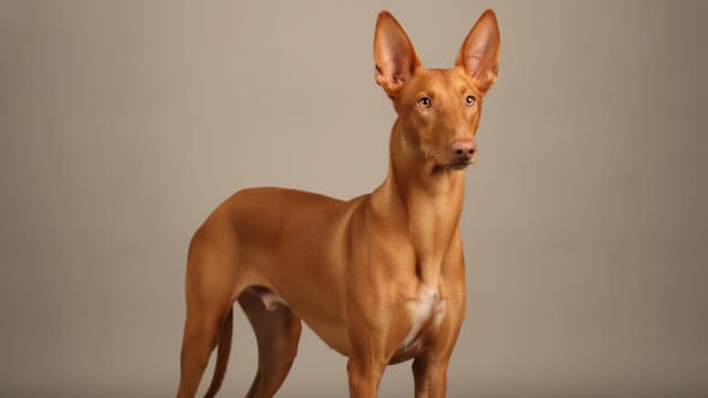 Illustration of Pharaoh Hound