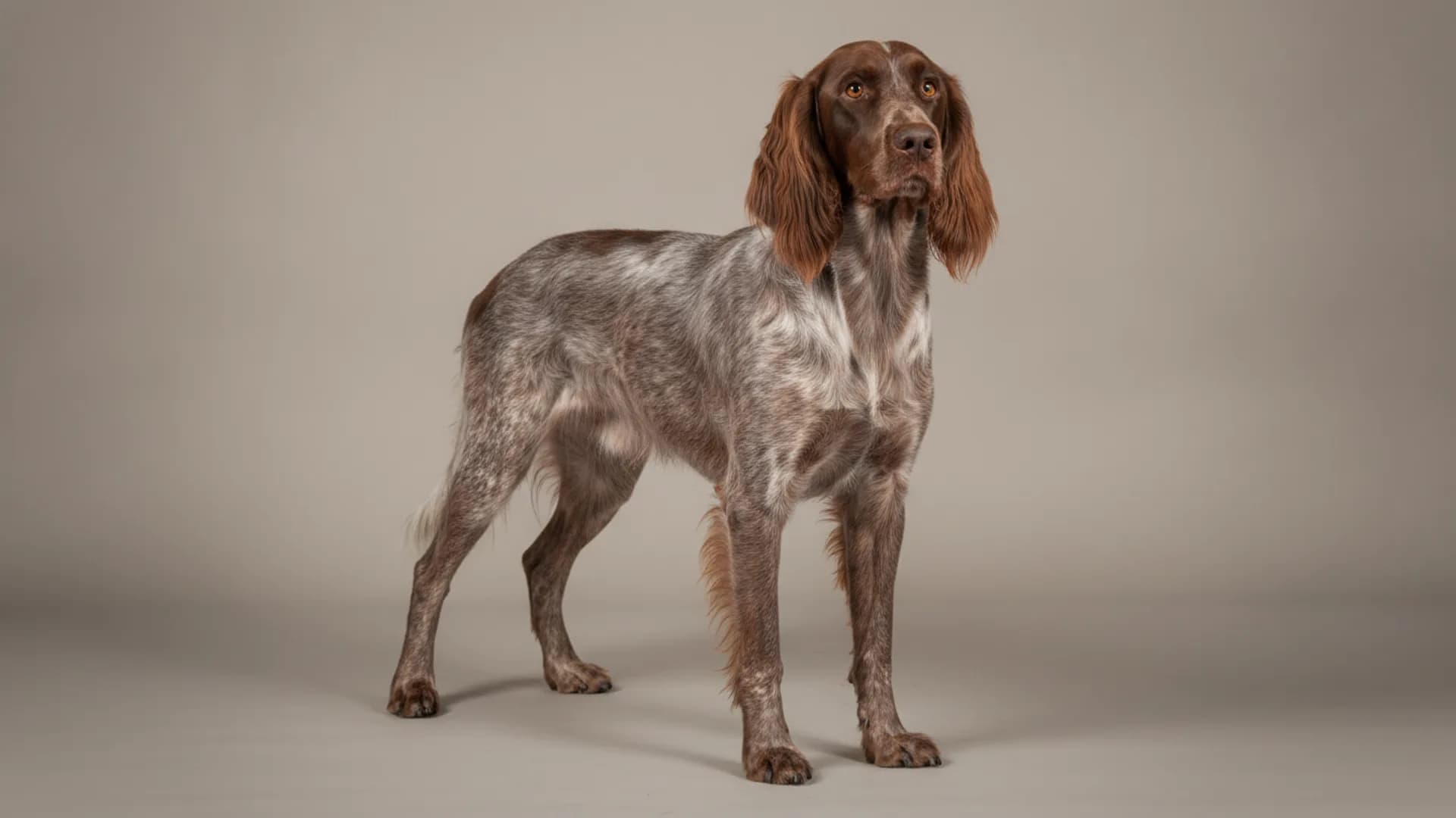 Illustration of Picardy Spaniel