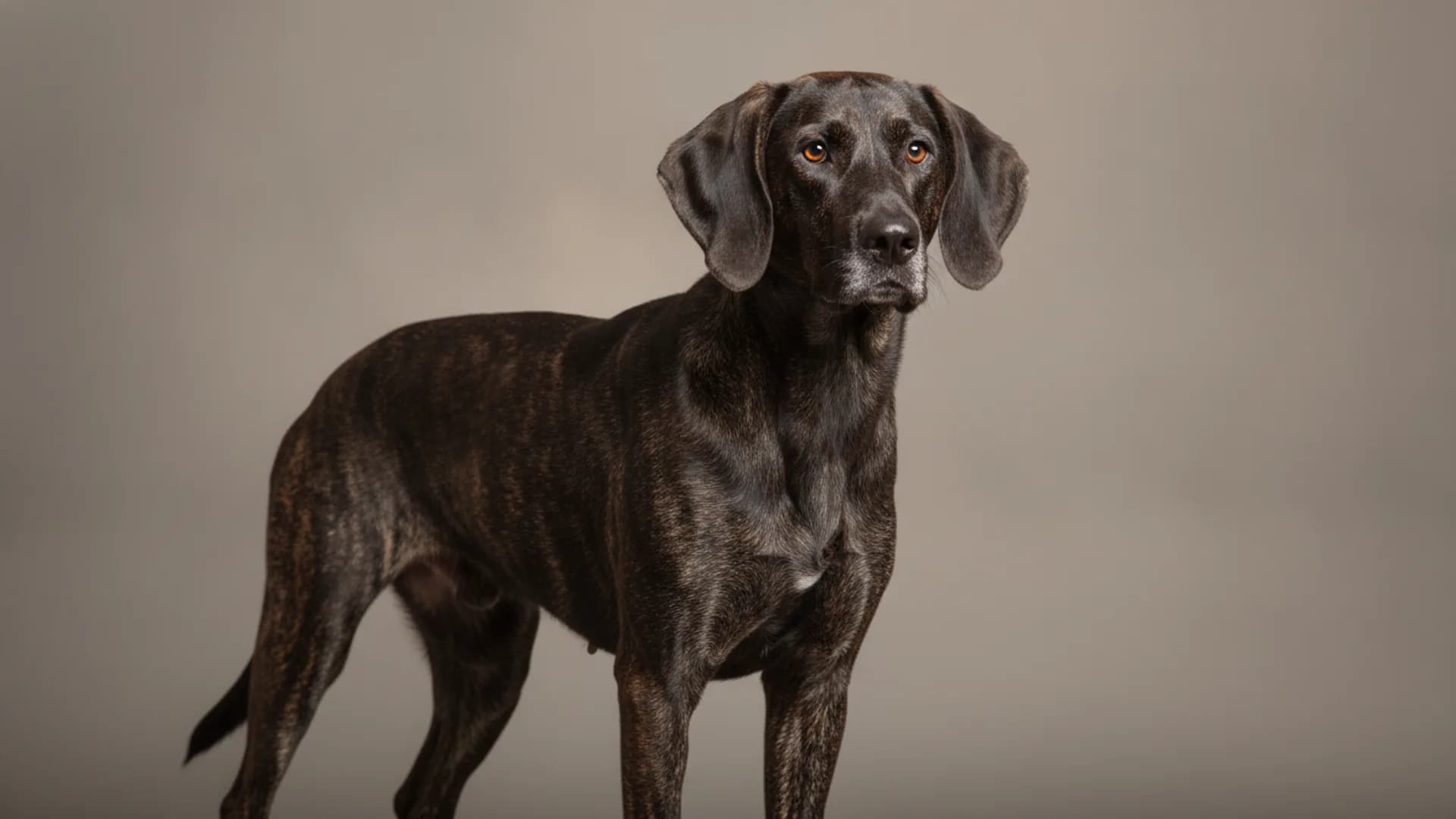 Illustration of Plott Hound