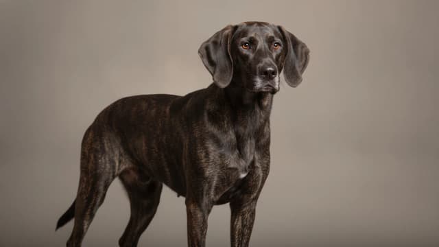 Illustration of Plott Hound