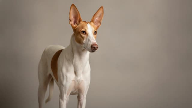 Ilustración de Podenco Canario