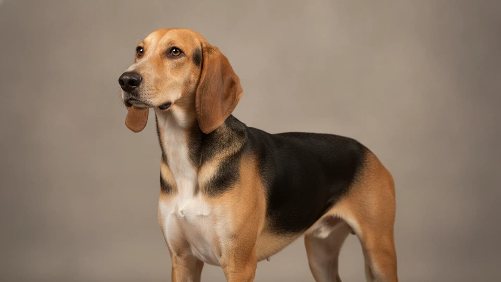 Illustration of Poitevin Hound