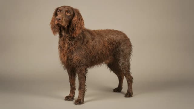 Illustration de Pont-Audemer Spaniel