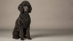 Poodle