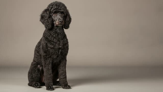 Ilustración de Caniche