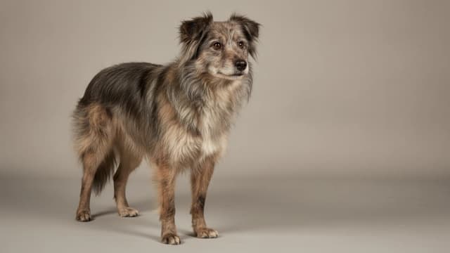 Illustration eines Pyrenean Sheepdog
