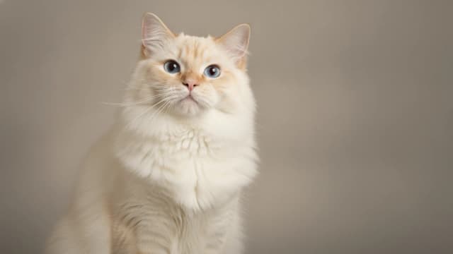 Illustration de Ragamuffin
