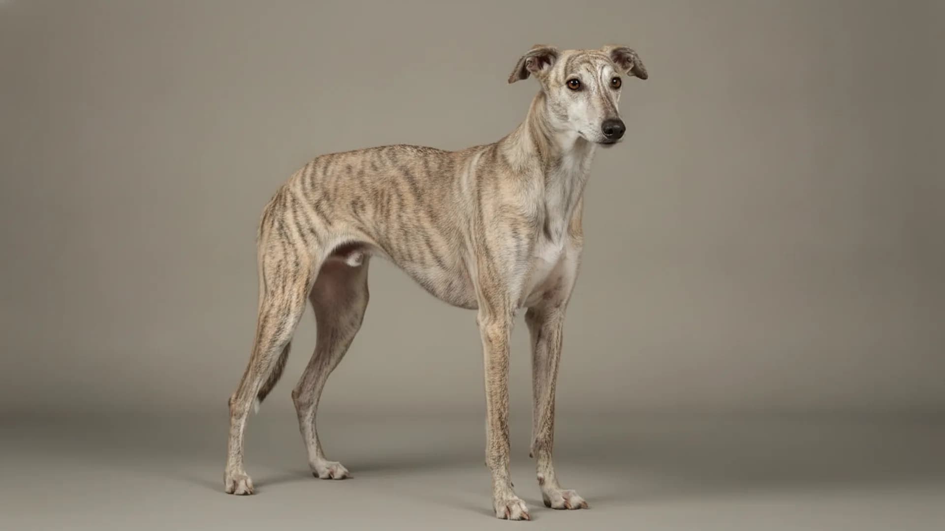 Illustration of Rampur Greyhound