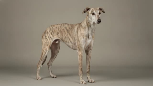 Ilustración de Rampur Greyhound